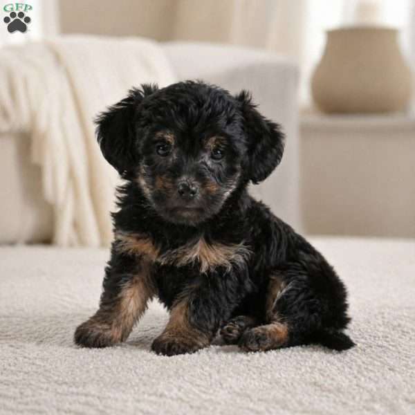 PENNY, Yorkie Puppy
